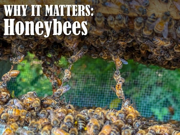 Why It Matters: Honeybees 2
